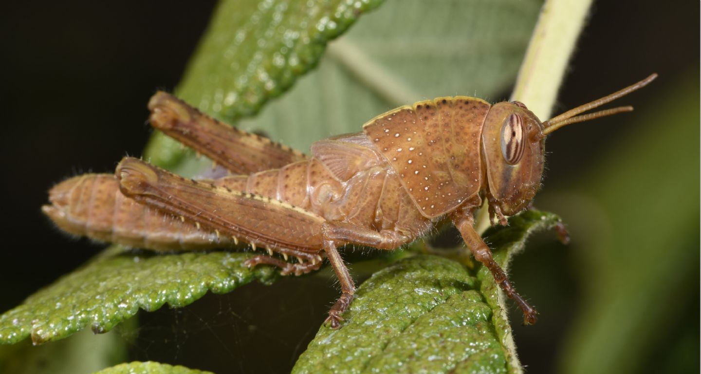 Ninfa di Anacridium aegyptium